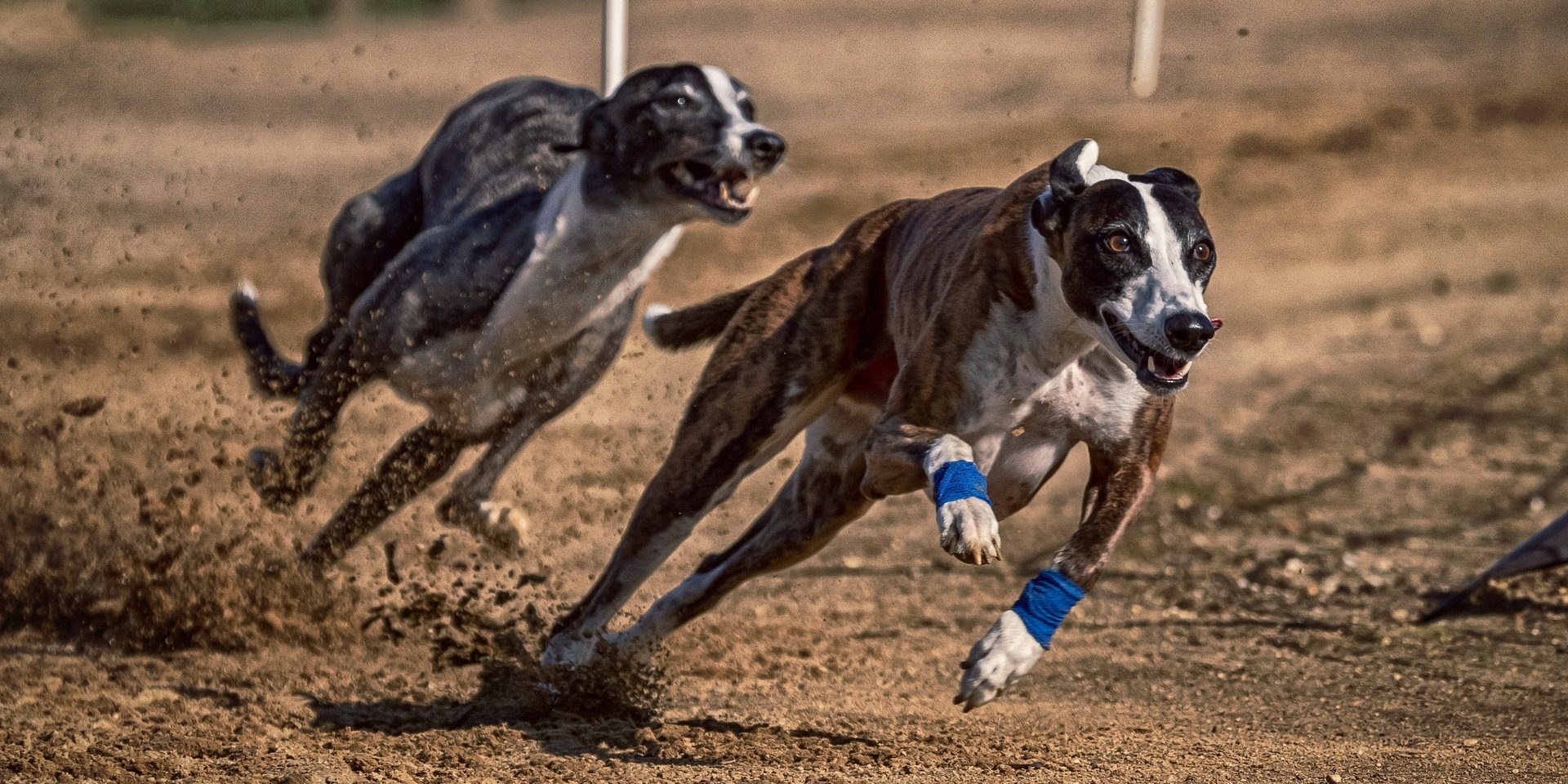 Dog race