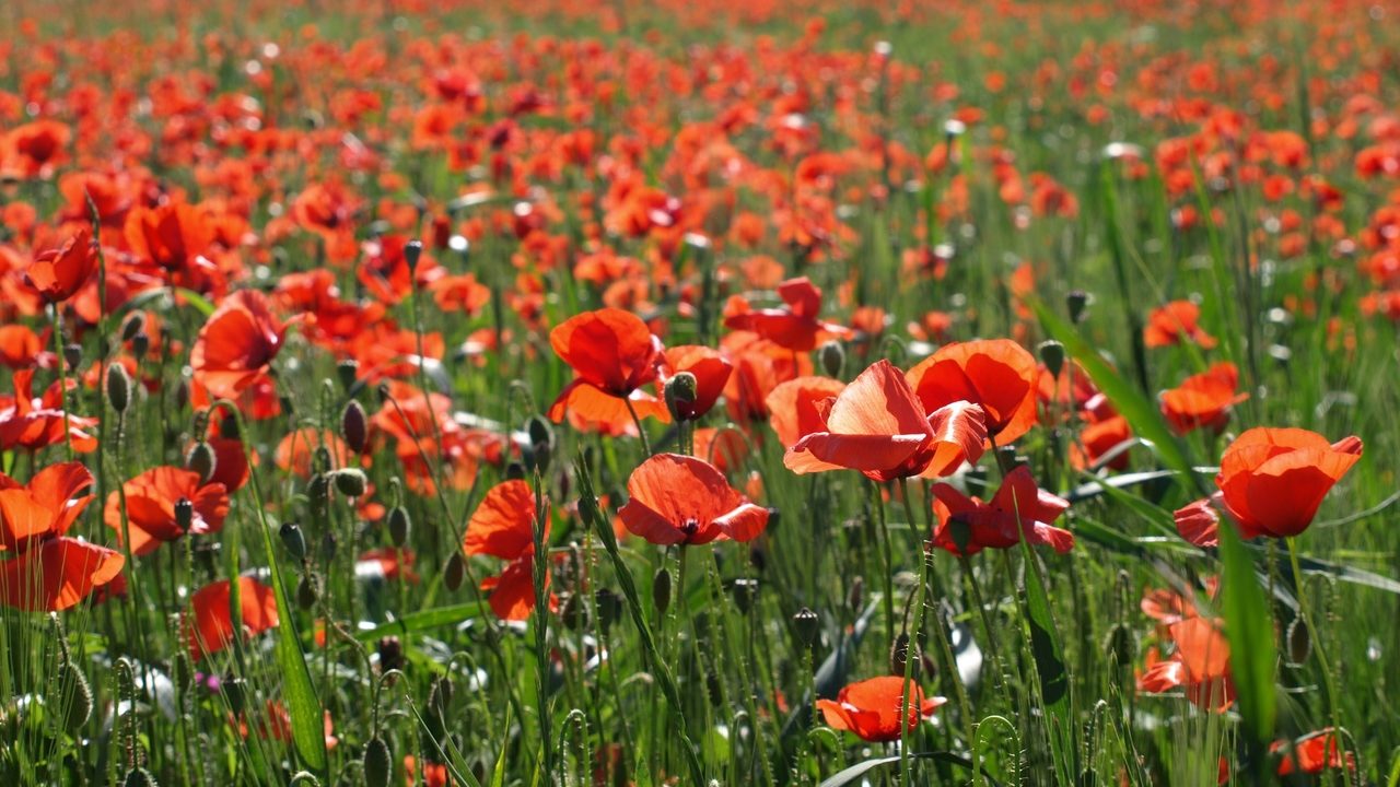 showcase write on pen to print war