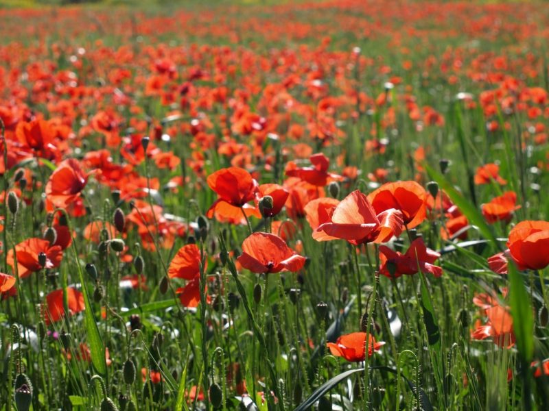 showcase write on pen to print war