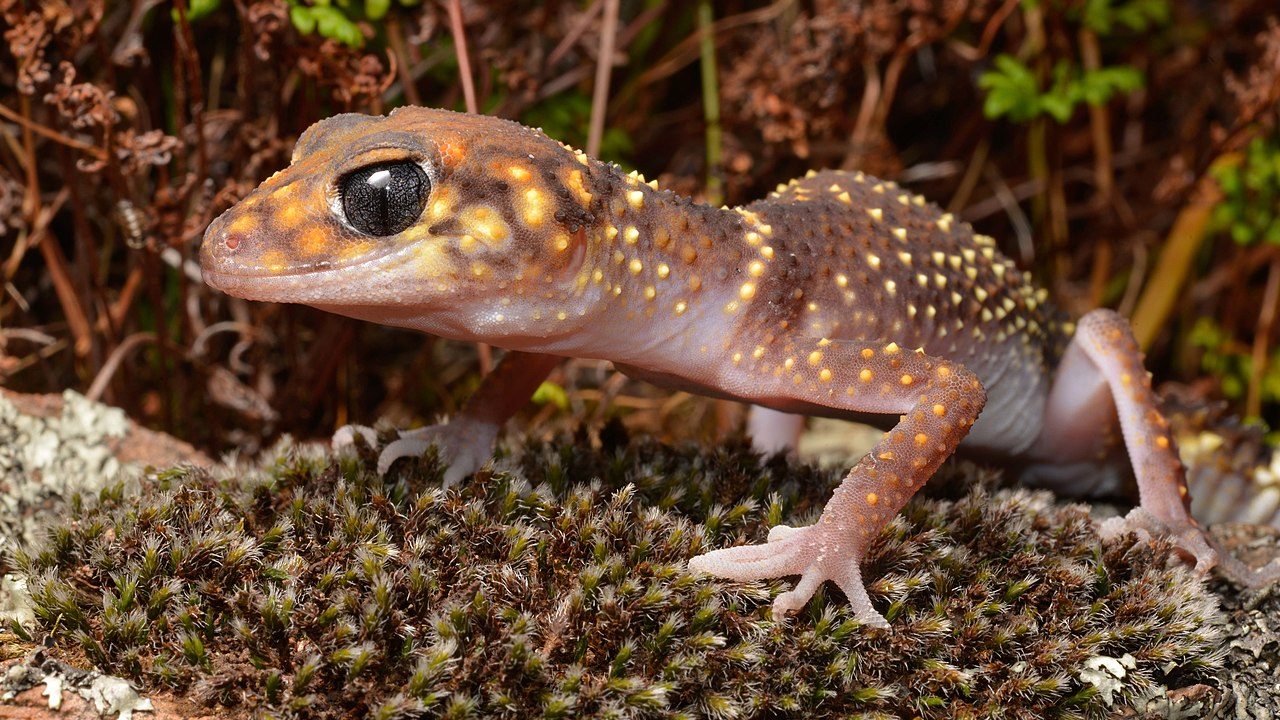 barking gecko write on! showcase eithne cullen poem poetry