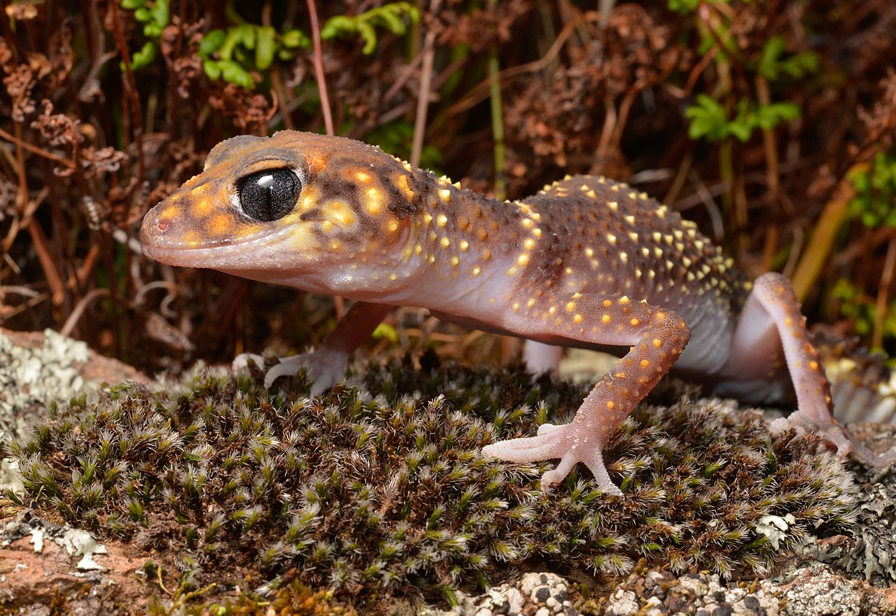 barking gecko write on! showcase eithne cullen poem poetry