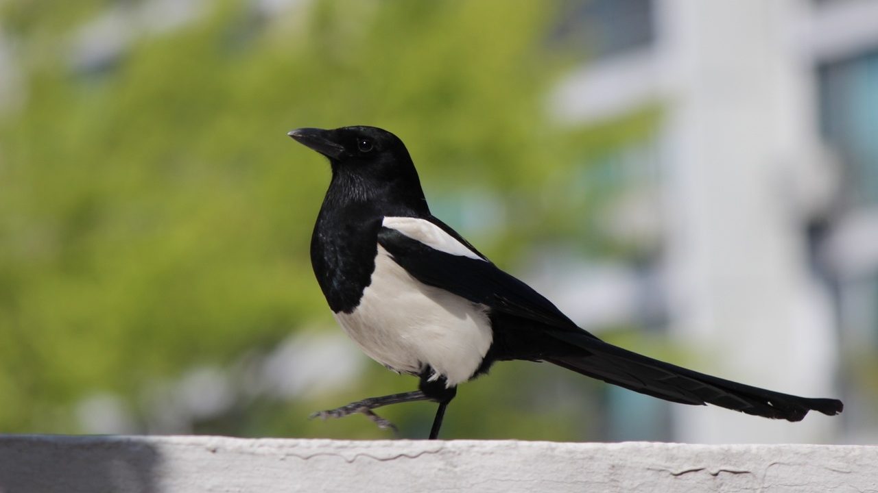 magpie Denise Woodhouse write on! showcase poem poetry