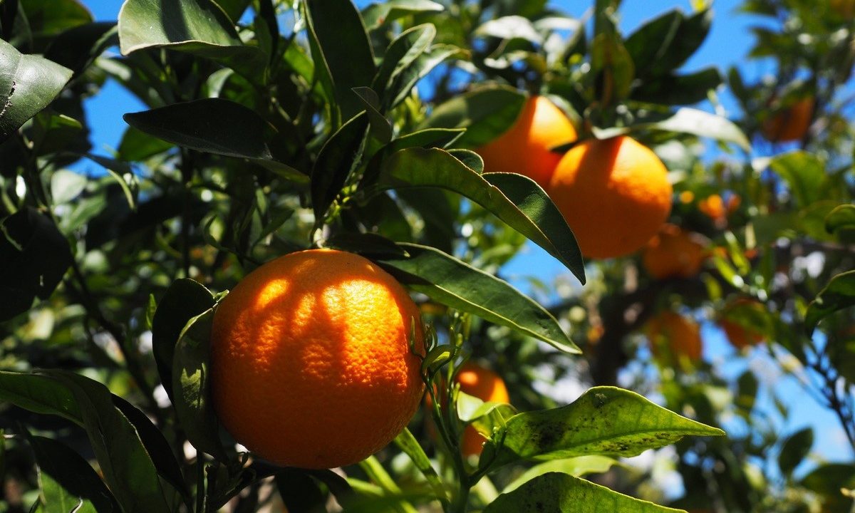 bob thompson orange grove flash fiction showcase write on